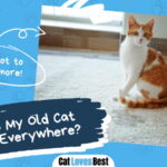 Old Cat Peeing Everywhere