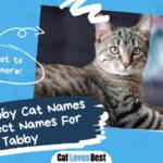 Perfect Names For Tabby Cat