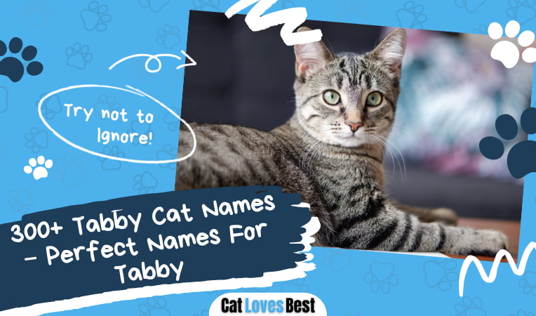 Perfect Names For Tabby Cat