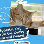 Polydactyl Cat Names