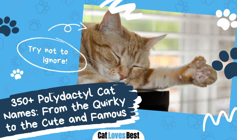 Polydactyl Cat Names