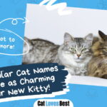 Popular Cat Names