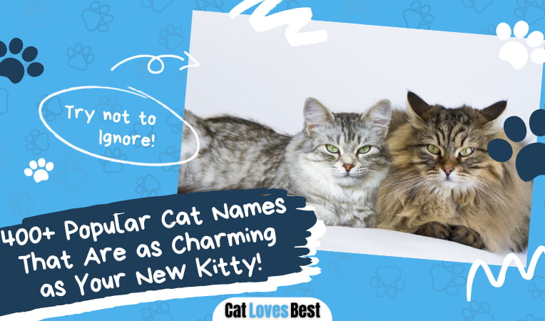 Popular Cat Names