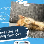 Pros and Cons of Declawing Your Cat