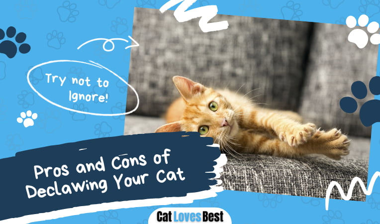 Pros and Cons of Declawing Your Cat