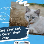 Reasons Your Cat Doesn’t Cover Their Poop