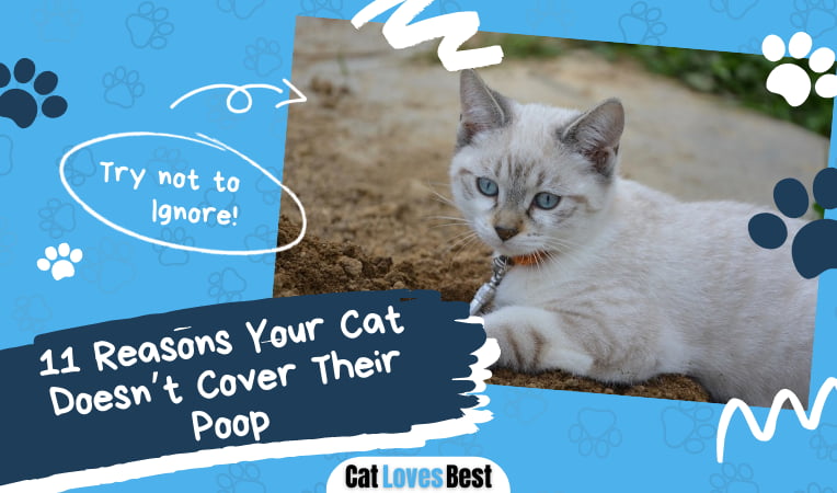 Reasons Your Cat Doesn’t Cover Their Poop