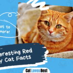 Red Tabby Cat Facts