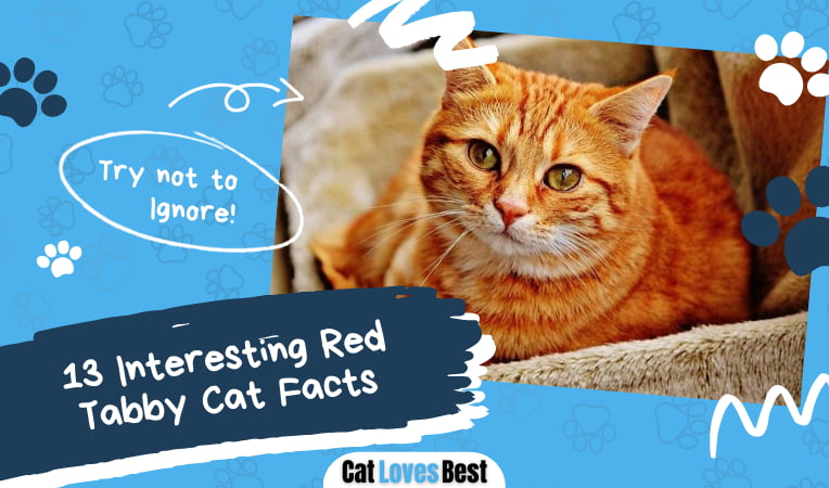 Red Tabby Cat Facts