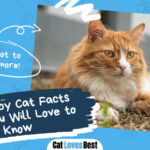 Tabby Cat Facts