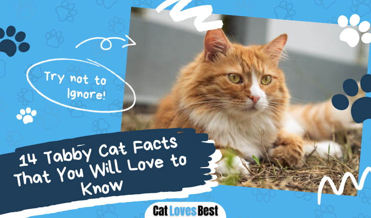 Tabby Cat Facts