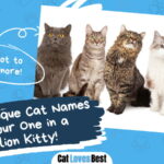 Unique Cat Names