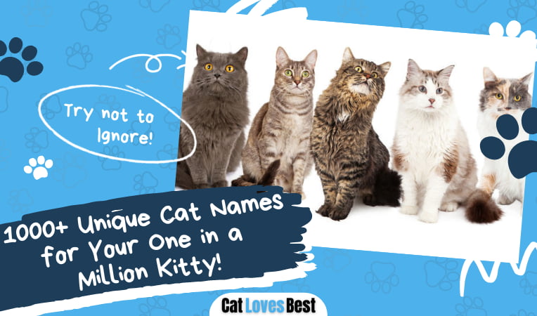 Unique Cat Names