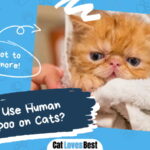 Use Human Shampoo on Cats