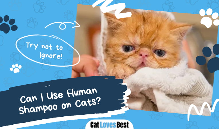 Use Human Shampoo on Cats