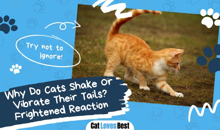 Why Do Cats Shake Or Vibrate Their Tails