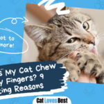 Why Does My Cat Chew On My Fingers