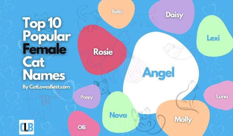 Top 10 Popular Female Cat Names