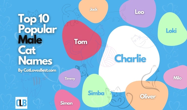 Top 10 Popular Male Cat Names