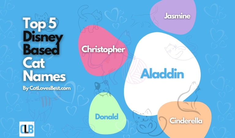 Top 5 Disney Based Cat Names