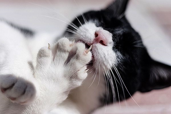alternatives to declawing a cat