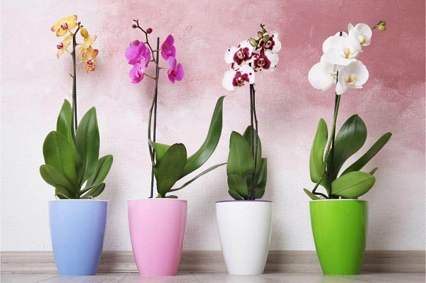 are orchids safe to cats