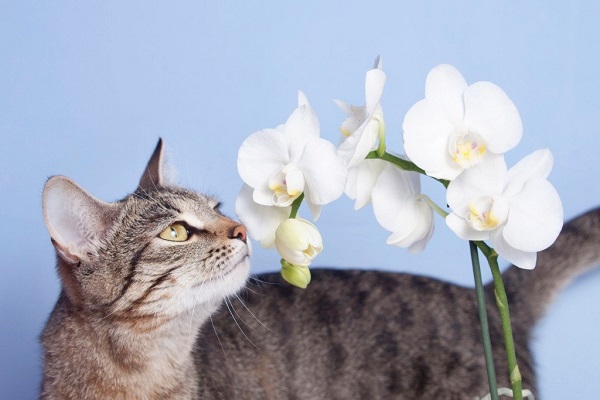 are orchids toxic to cats