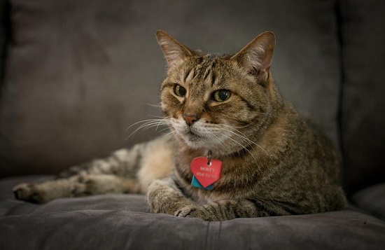 benefits of baking soda on cats fur