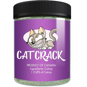 best catnip