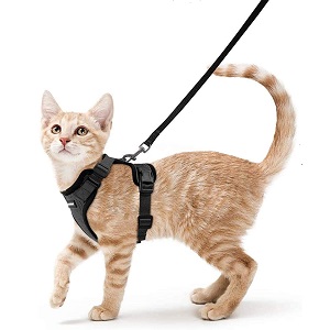 Best Escape Proof Cat Harness