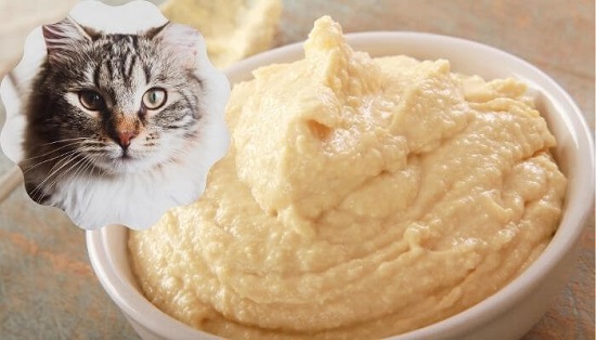 can cats have hummus