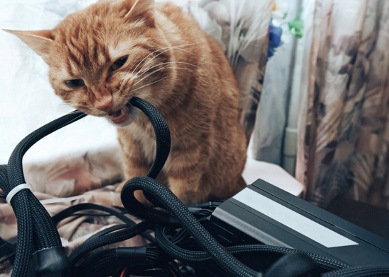 cat biting electrical cords