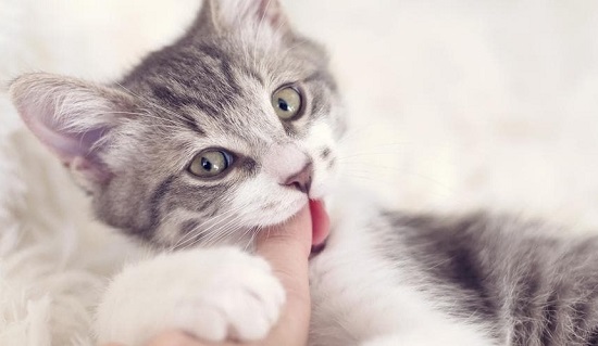 cat chews on fingers