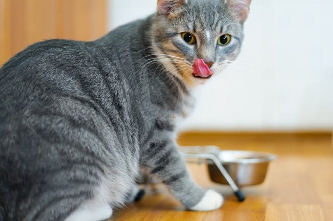 Why My Cat Doesn't Chew His Food?