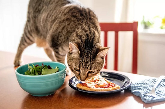 cat eating food without chewing