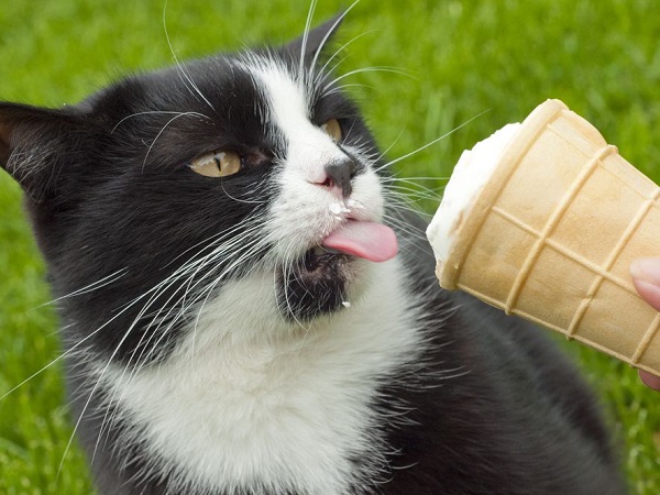 cat ice cream recipes