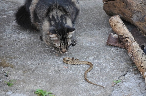 cat is bitten by a snake