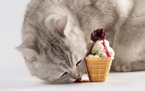 cat milk ice cream