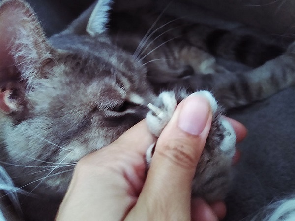 cat nail biting