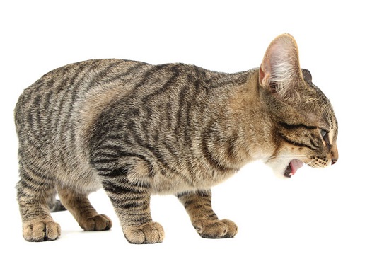 cat stink due to gastrointestinal issues