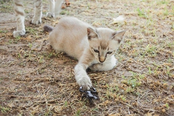 cat stung by a scorpion