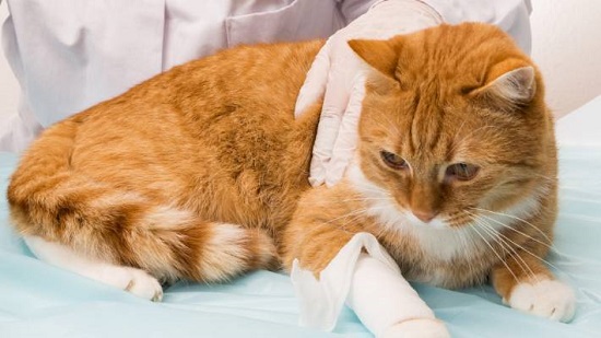cat wound treatment