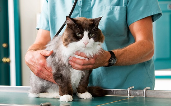 check for gastrointestinal disease in cats