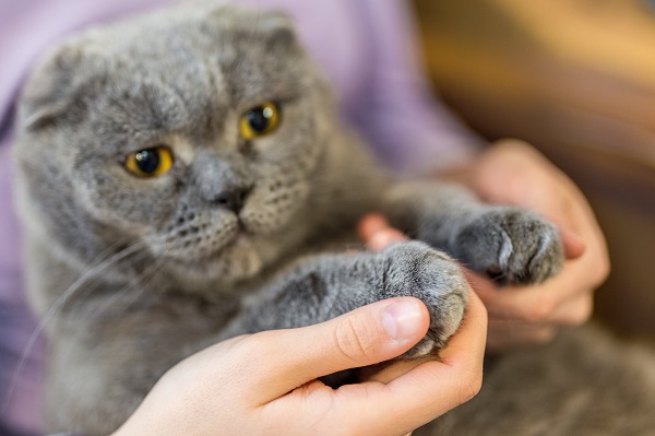 cons of laser declawing your cat