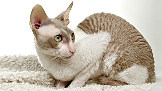 cornish rex curly hair cat breed