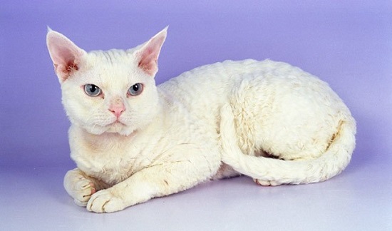 devon rex curly hair cats