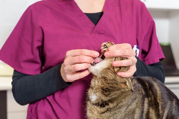 deworming cats naturally