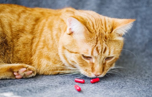 diy pill pockets for catS