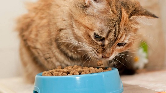 food for cat with flatulence problems