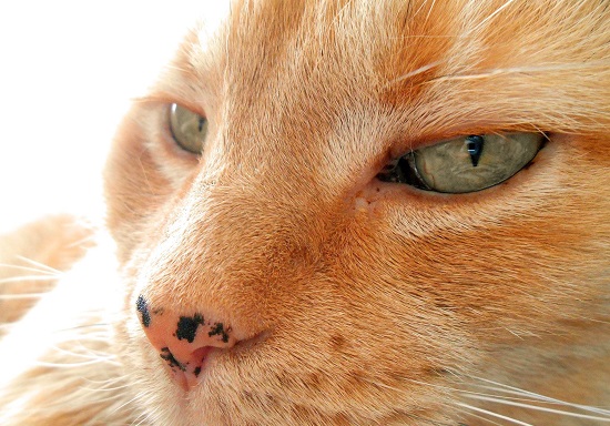 freckles on red tabby